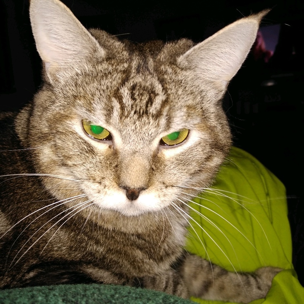 Meet your Posher, Jen